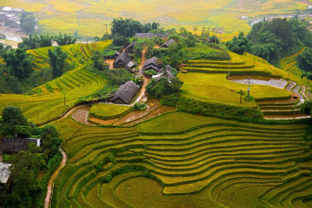 Terraced Rice Field Sapa