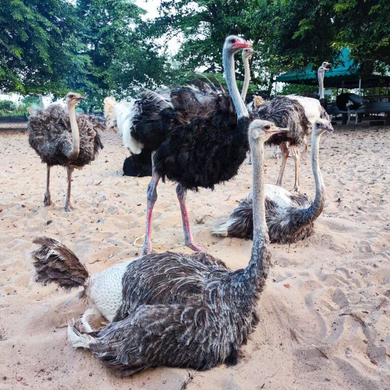 Ostrich Farm