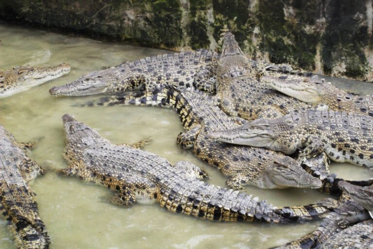 teluk sengat crocodile farm