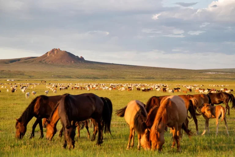 Wild Horses inner of the Mongolia.