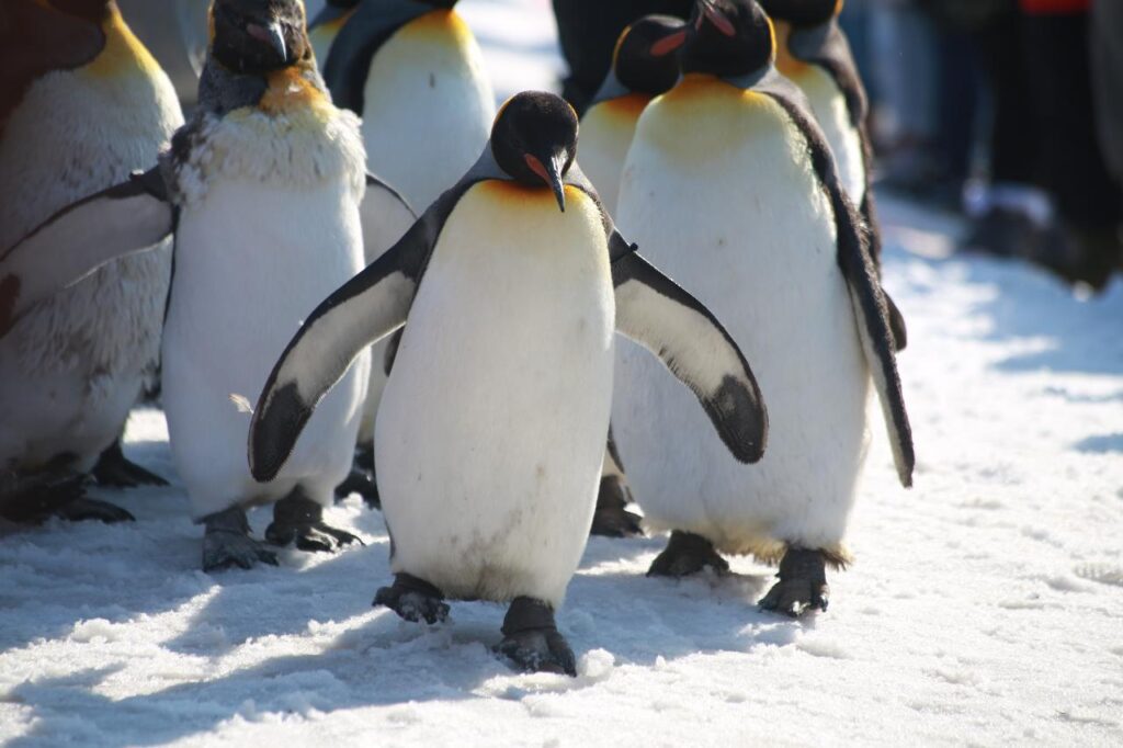 Emperor Penguin lg