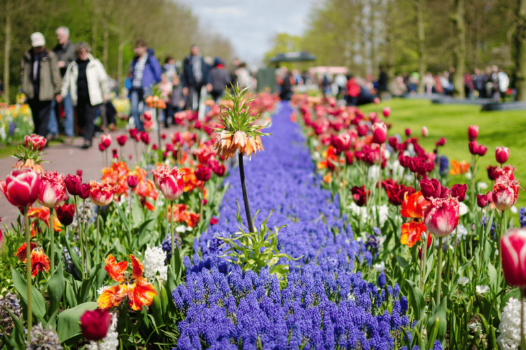 Keukenhof Gardens 1