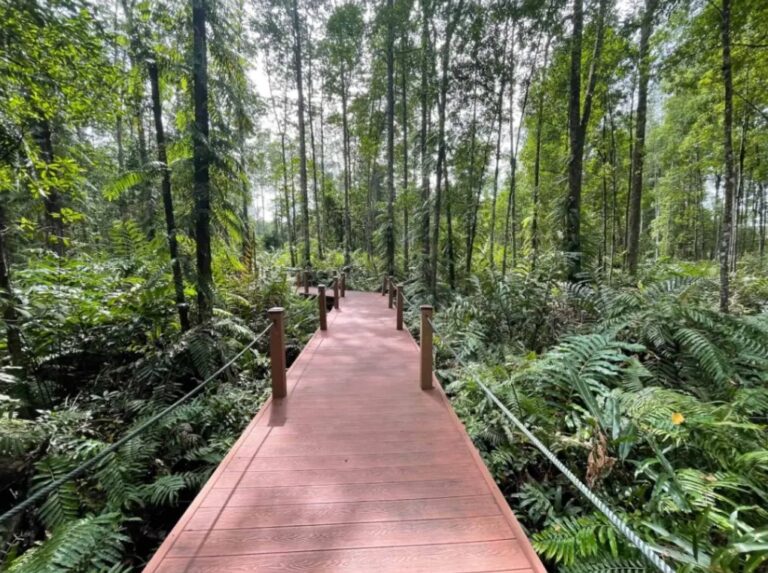 Mangrove Forest at Kuala Sepetang