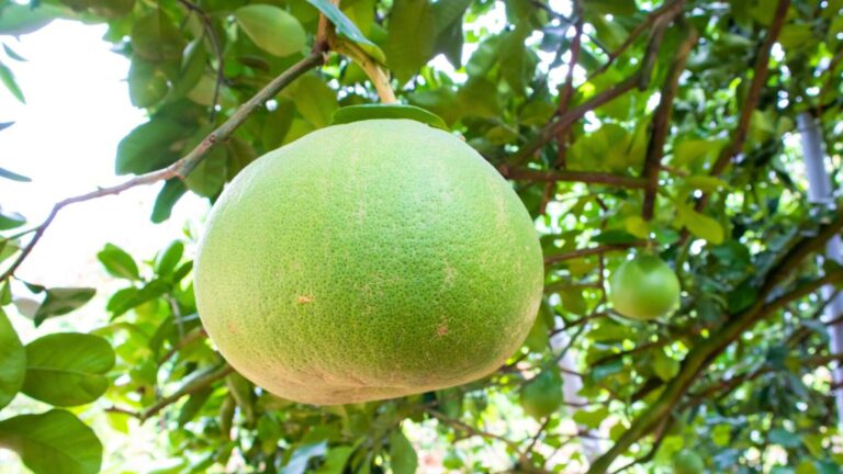 Tambun Pomelo Plantation