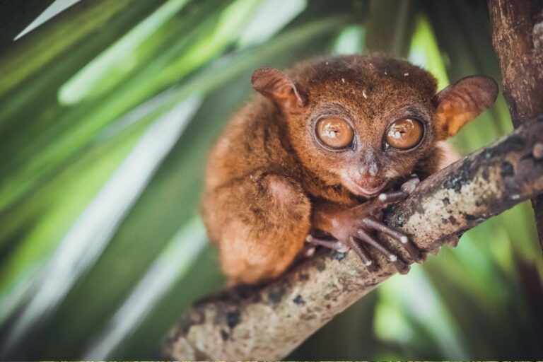 Tarsier Monkey