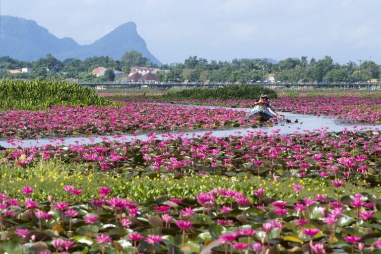 Thala Noi Waterbird Park -globally important wetland site (Ramsar site) and is a must-visit attraction for birdwatchers