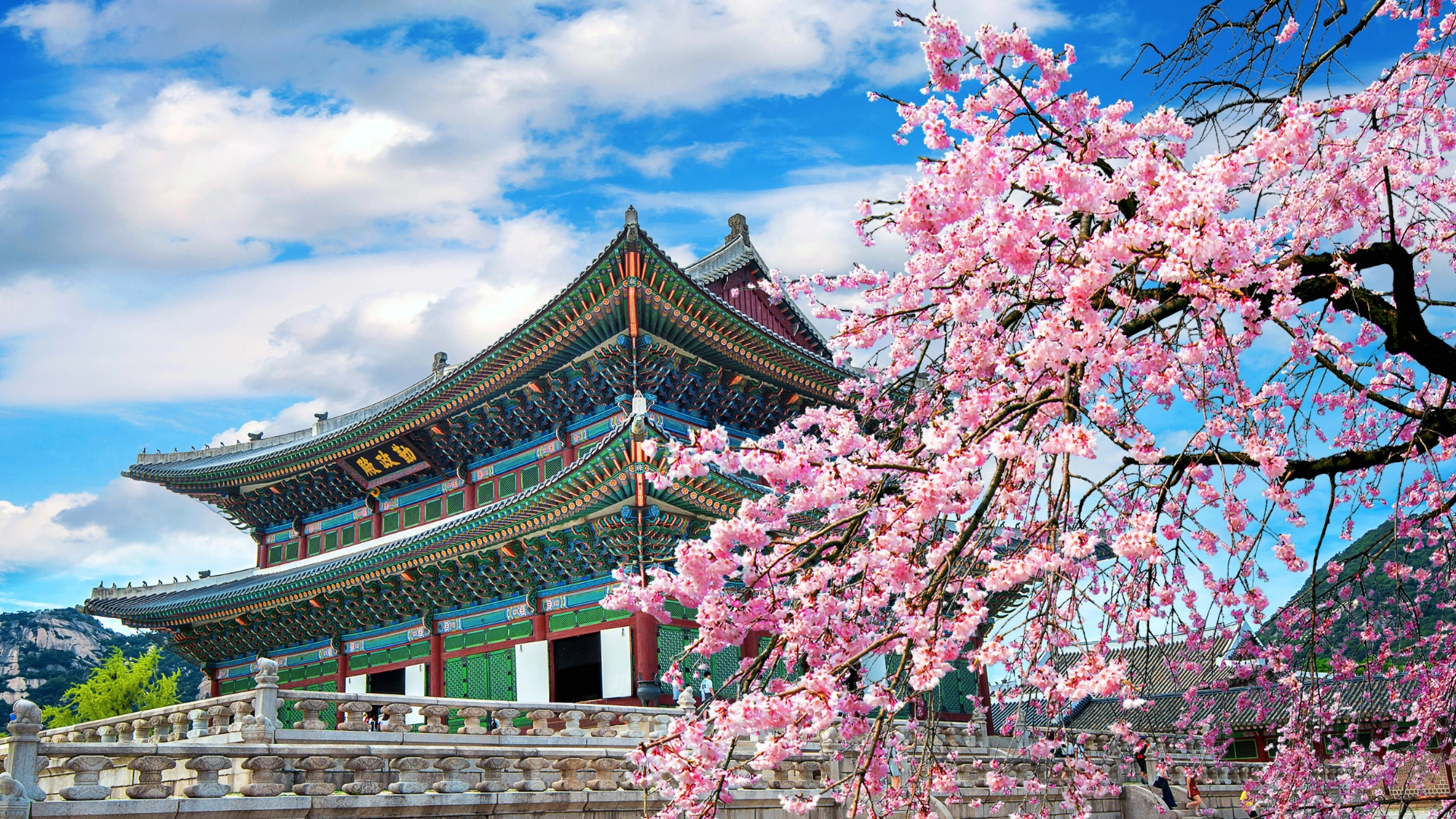 View the stunning beauty of cherry blossoms in Korea during Spring