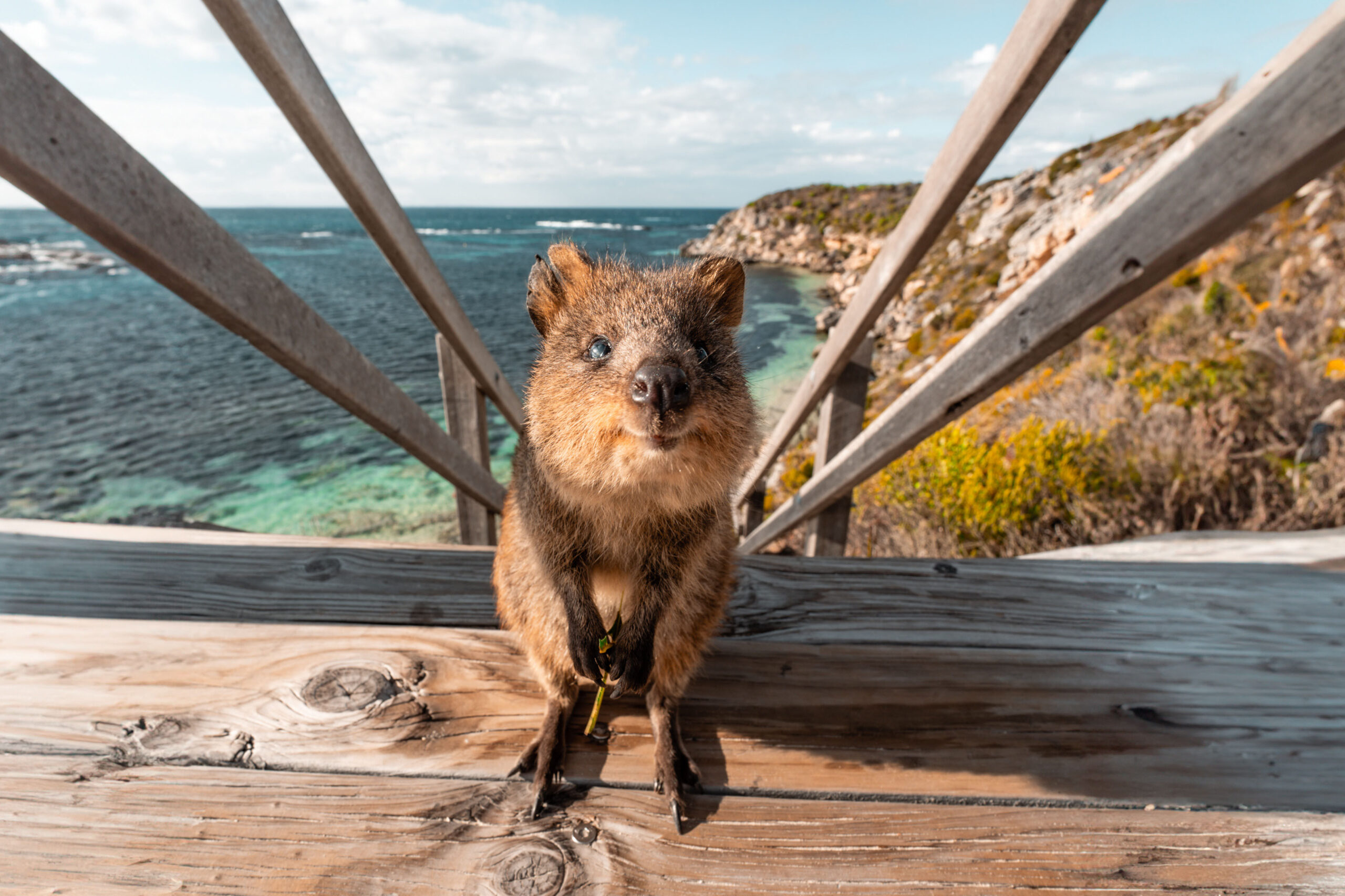 Quokka on Rottnest Island..