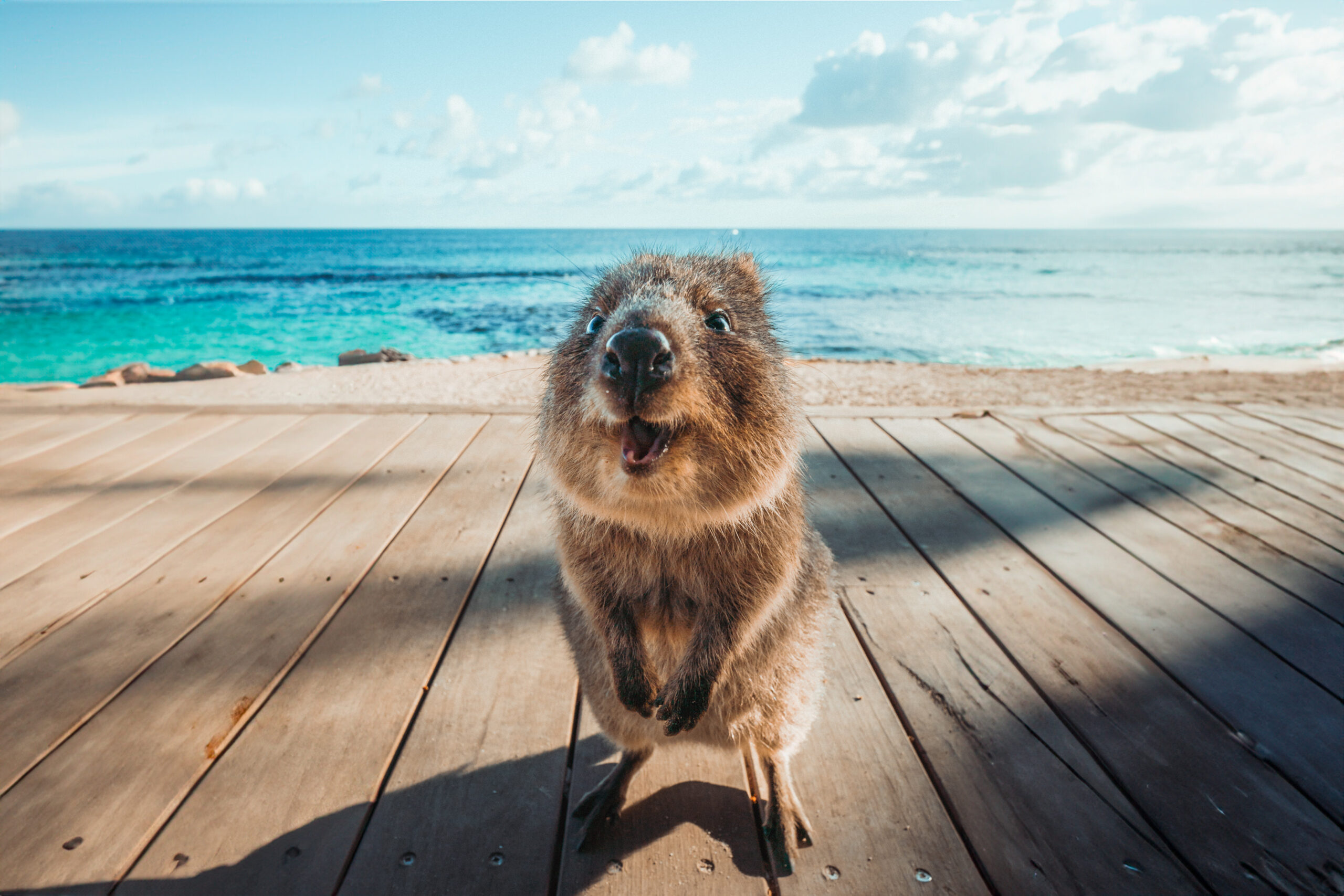 Quokka on Rottnest Island..