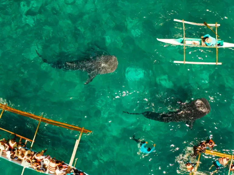 Oslob Whale Shark Watching in Philippines, Cebu Island