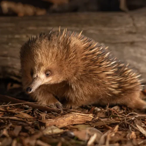 Echidna at Bonorong Wildlife Sanctuary