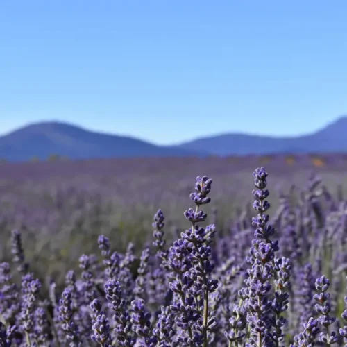 Lavender farm