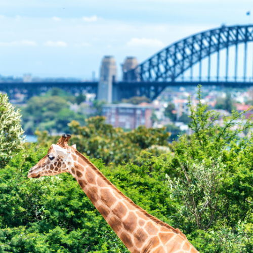 Sydney Zoo